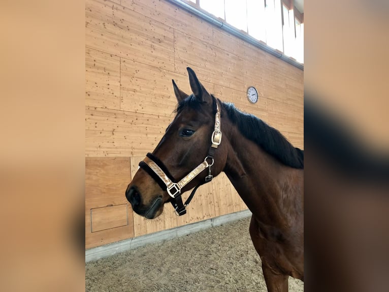 Deutsches Sportpferd Stute 9 Jahre 166 cm Brauner in Neuruppin