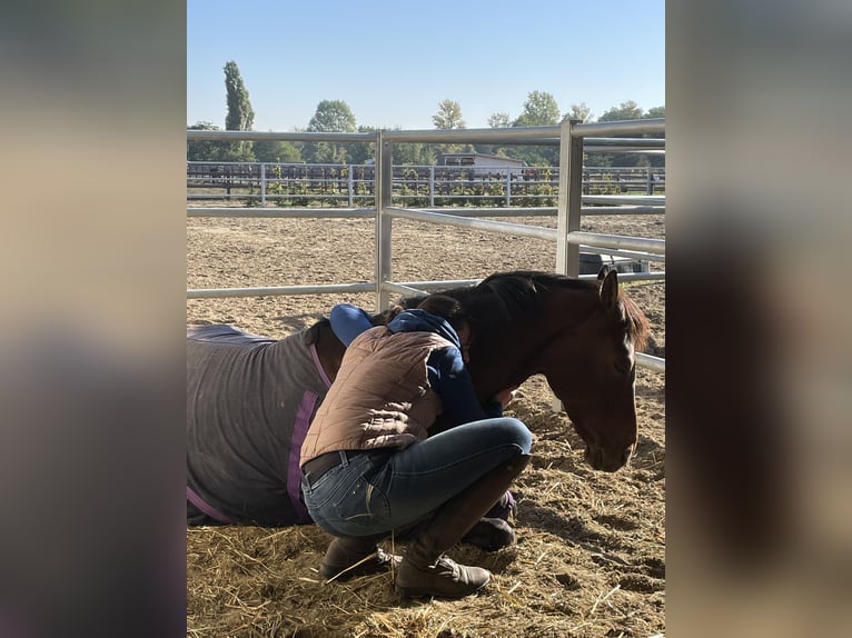 Deutsches Sportpferd Stute 9 Jahre 166 cm Brauner in Neuruppin