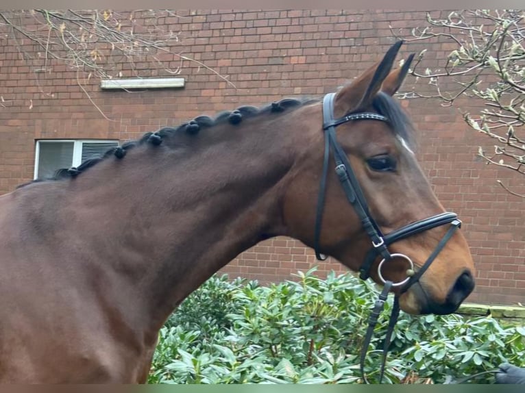 Deutsches Sportpferd Stute 9 Jahre 167 cm Brauner in Hopsten