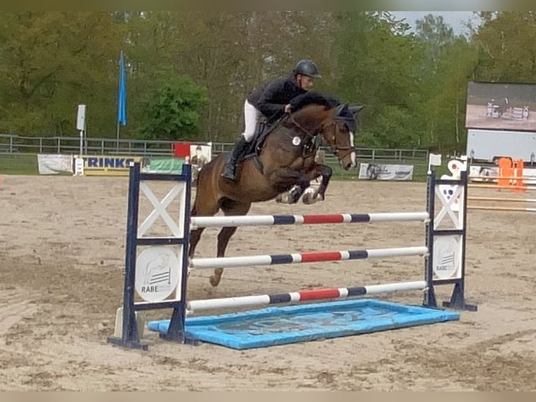 Deutsches Sportpferd Stute 9 Jahre 167 cm Brauner in Neustadt in Sachsen