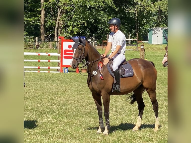 Deutsches Sportpferd Stute 9 Jahre 167 cm Brauner in Neustadt in Sachsen