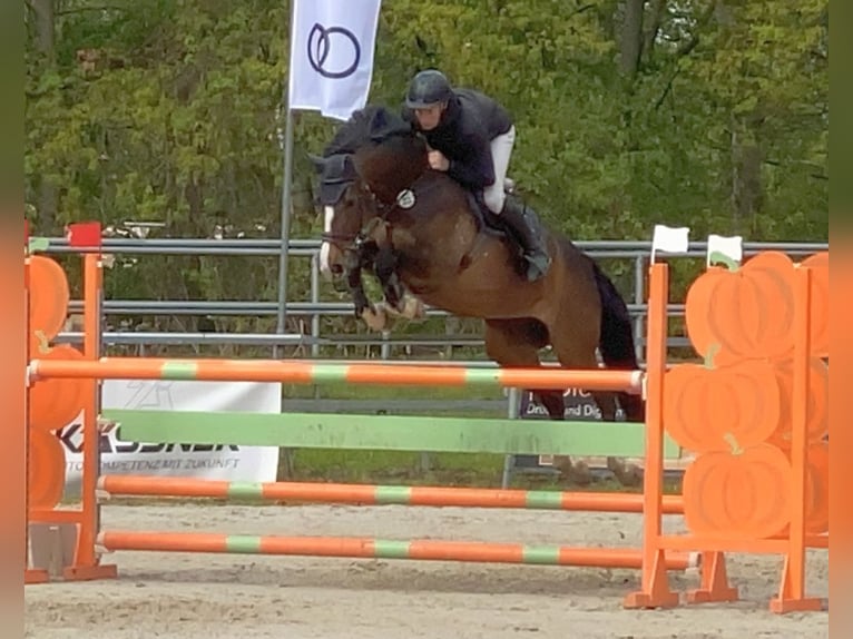 Deutsches Sportpferd Stute 9 Jahre 167 cm Brauner in Neustadt in Sachsen