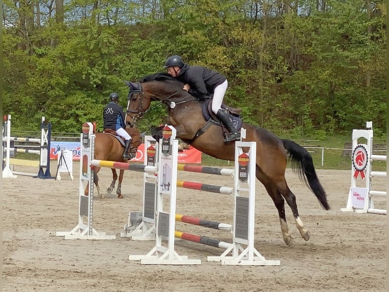 Deutsches Sportpferd Stute 9 Jahre 167 cm Brauner in Neustadt in Sachsen