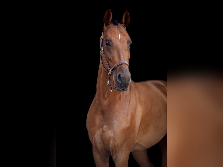 Deutsches Sportpferd Stute 9 Jahre 167 cm Brauner in Schörfling