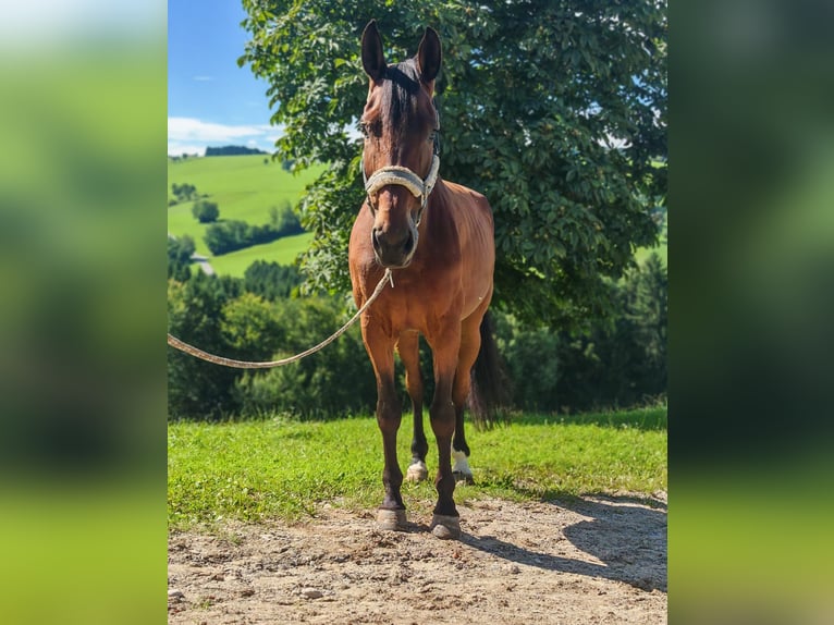Deutsches Sportpferd Stute 9 Jahre 167 cm Brauner in St. Peter in der Au