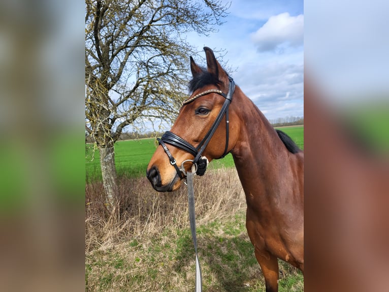 Deutsches Sportpferd Stute 9 Jahre 167 cm Brauner in Schwabhausen