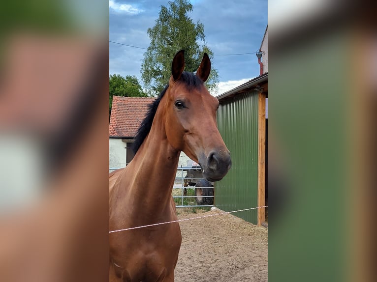 Deutsches Sportpferd Stute 9 Jahre 167 cm Brauner in Schwabhausen