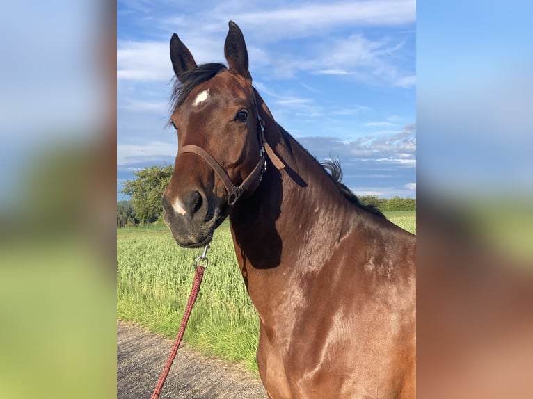 Deutsches Sportpferd Stute 9 Jahre 168 cm Brauner in Pfalzgrafenweiler
