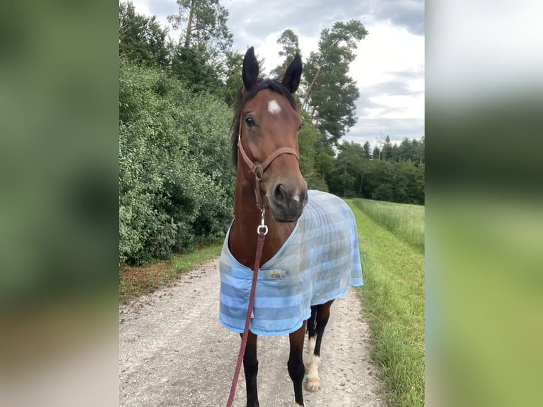 Deutsches Sportpferd Stute 9 Jahre 168 cm Brauner in Pfalzgrafenweiler