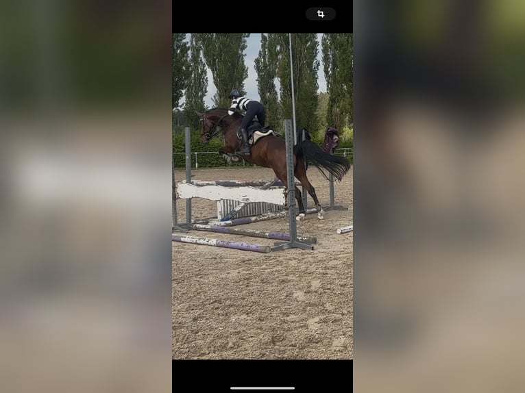 Deutsches Sportpferd Stute 9 Jahre 168 cm Brauner in Pfalzgrafenweiler