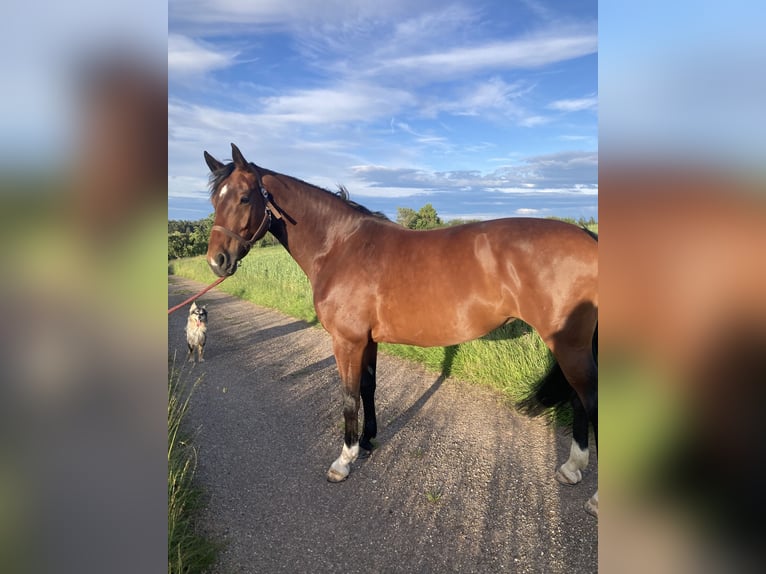 Deutsches Sportpferd Stute 9 Jahre 168 cm Brauner in Pfalzgrafenweiler