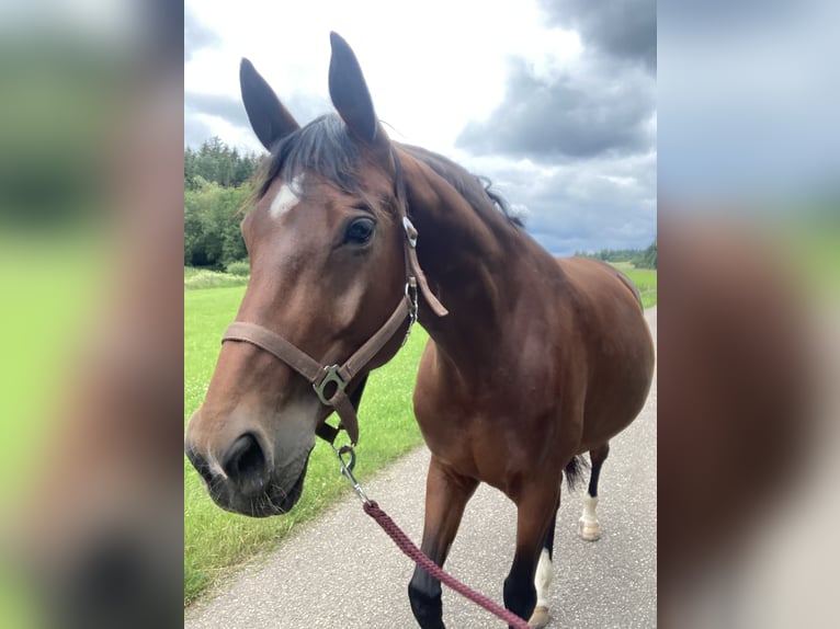Deutsches Sportpferd Stute 9 Jahre 168 cm Brauner in Pfalzgrafenweiler