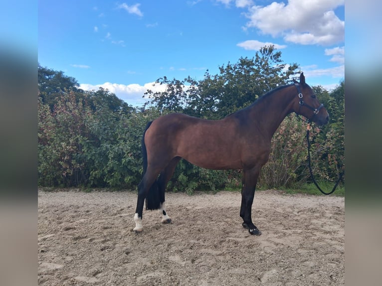 Deutsches Sportpferd Stute 9 Jahre 168 cm Brauner in Gerbstedt