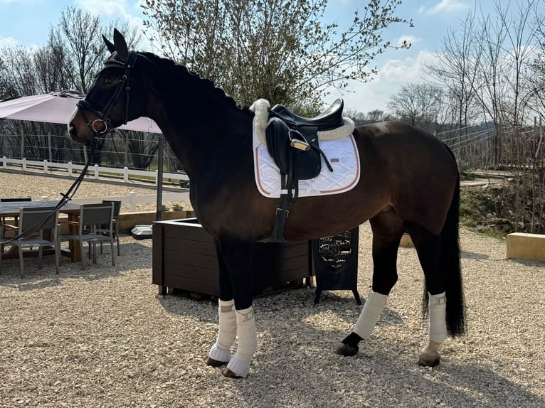 Deutsches Sportpferd Stute 9 Jahre 168 cm Dunkelbrauner in Hülben