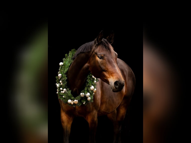 Deutsches Sportpferd Stute 9 Jahre 168 cm Dunkelbrauner in Wald-Michelbach