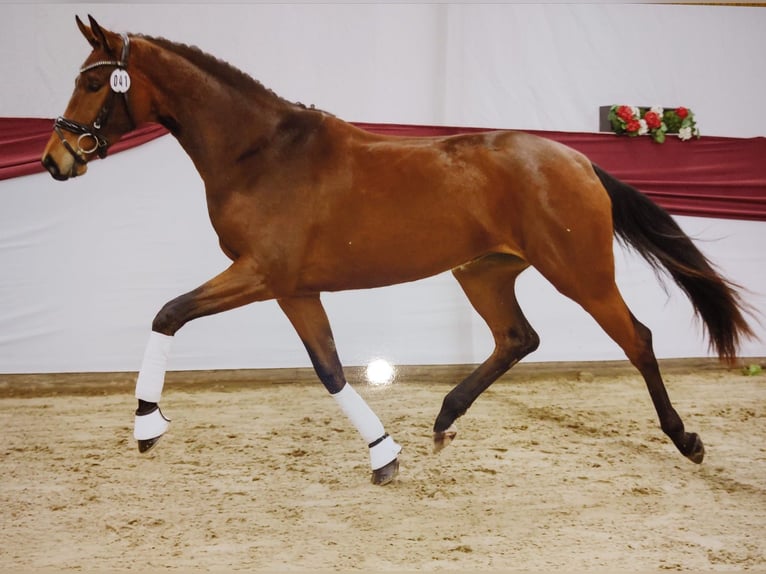 Deutsches Sportpferd Stute 9 Jahre 168 cm Dunkelbrauner in Dettingen an der Erms