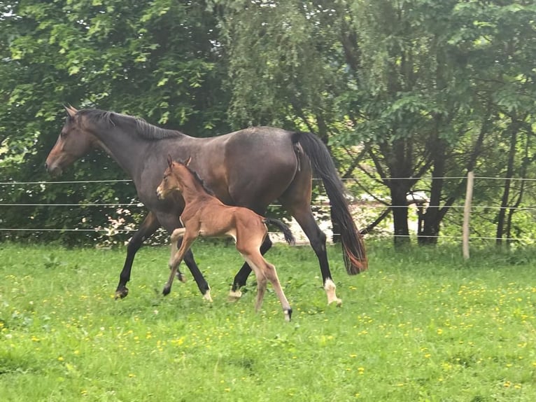 Deutsches Sportpferd Stute 9 Jahre 168 cm Dunkelbrauner in Dettingen an der Erms