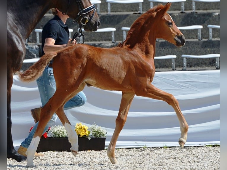 Deutsches Sportpferd Stute 9 Jahre 168 cm Dunkelbrauner in Dettingen an der Erms