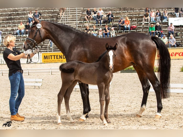 Deutsches Sportpferd Stute 9 Jahre 168 cm Dunkelbrauner in Dettingen an der Erms
