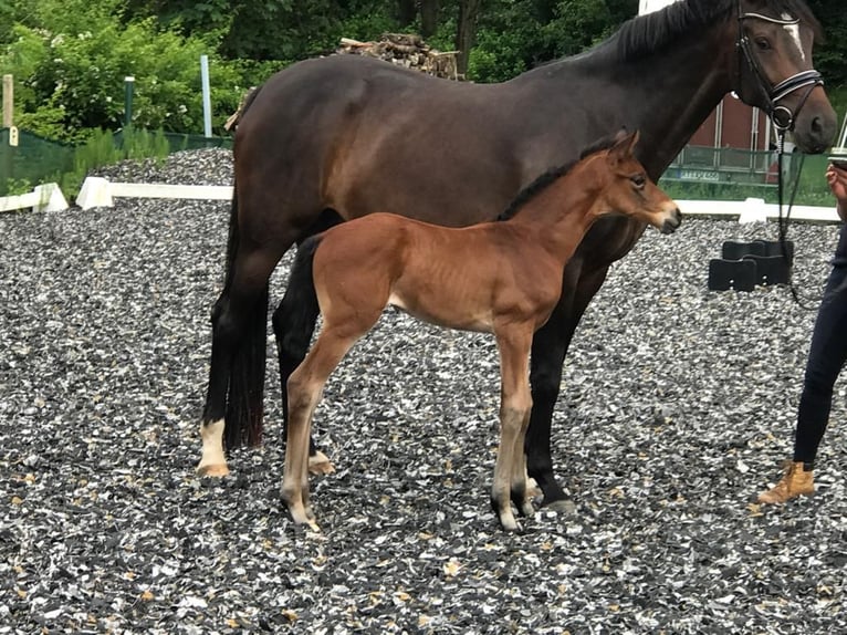 Deutsches Sportpferd Stute 9 Jahre 168 cm Dunkelbrauner in Dettingen an der Erms