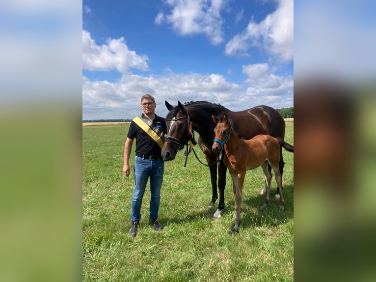 Deutsches Sportpferd Stute 9 Jahre 168 cm Dunkelbrauner in Dettingen an der Erms