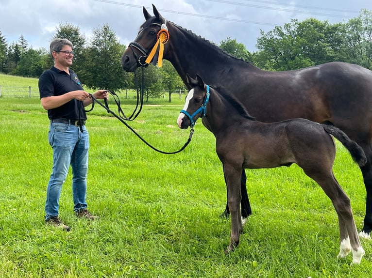 Deutsches Sportpferd Stute 9 Jahre 168 cm Dunkelbrauner in Dettingen an der Erms