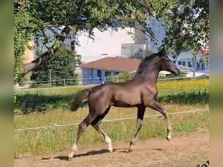 Deutsches Sportpferd Stute 9 Jahre 168 cm Dunkelbrauner in Dettingen an der Erms