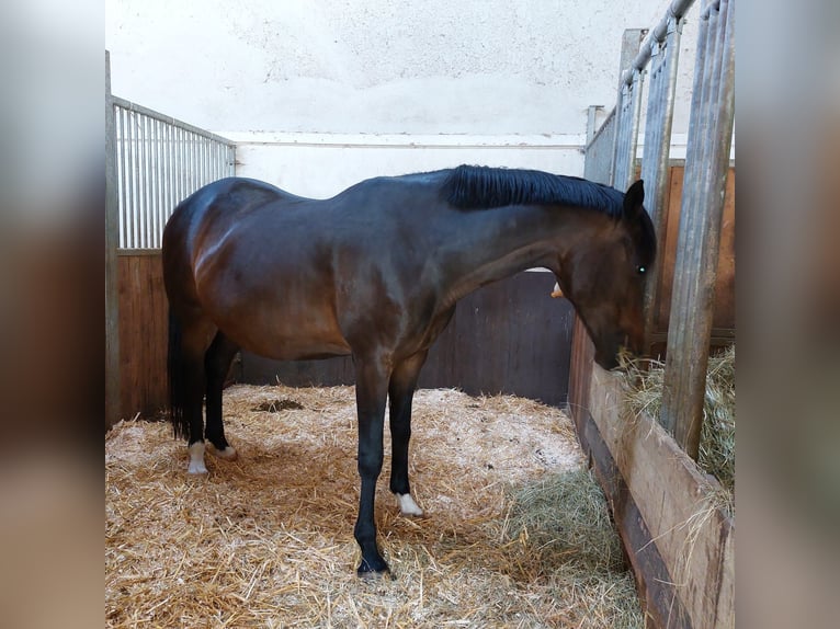 Deutsches Sportpferd Stute 9 Jahre 168 cm Dunkelbrauner in Dettingen an der Erms