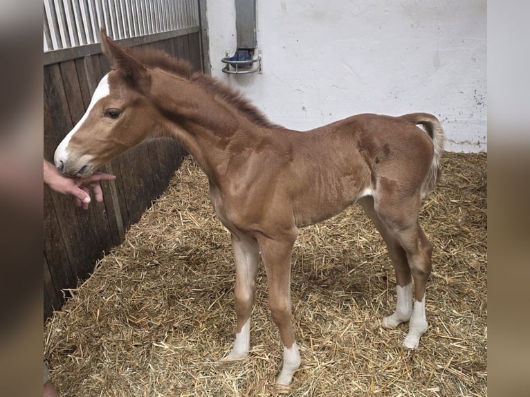 Deutsches Sportpferd Stute 9 Jahre 168 cm Dunkelfuchs in Freilassing
