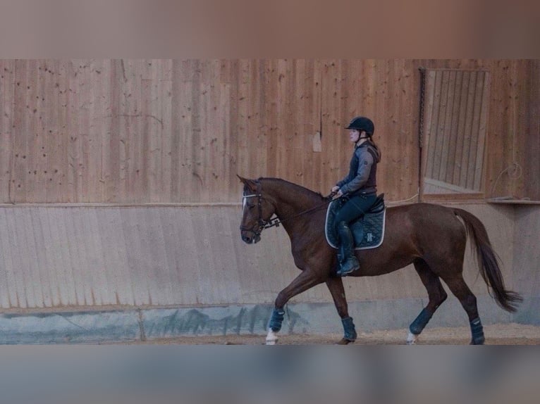 Deutsches Sportpferd Stute 9 Jahre 168 cm Dunkelfuchs in Freilassing