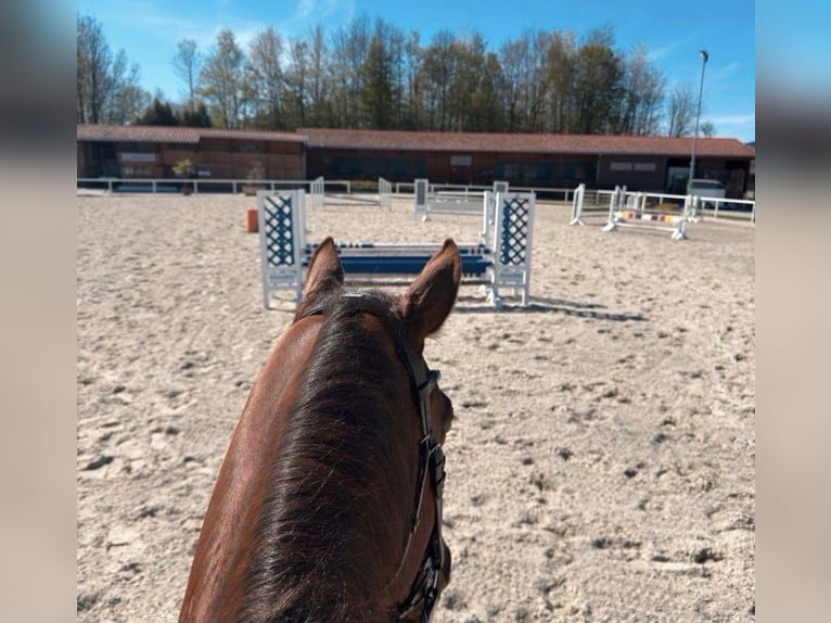 Deutsches Sportpferd Stute 9 Jahre 168 cm Dunkelfuchs in Freilassing