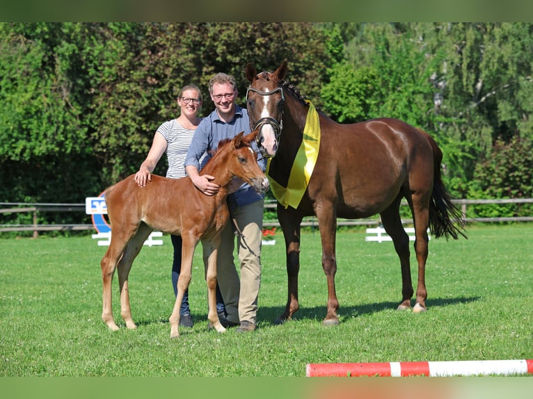 Deutsches Sportpferd Stute 9 Jahre 168 cm Dunkelfuchs in Steinheim