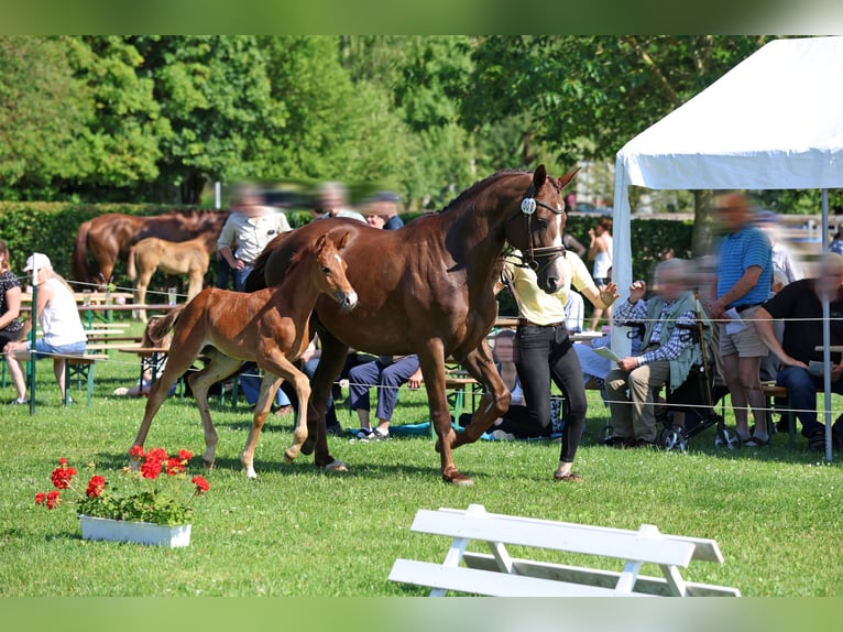 Deutsches Sportpferd Stute 9 Jahre 168 cm Dunkelfuchs in Steinheim
