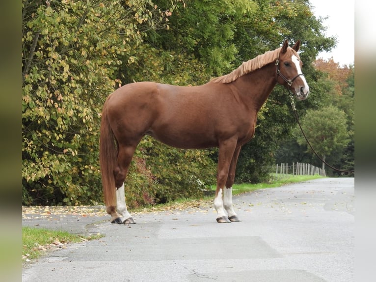 Deutsches Sportpferd Stute 9 Jahre 168 cm Fuchs in Verl