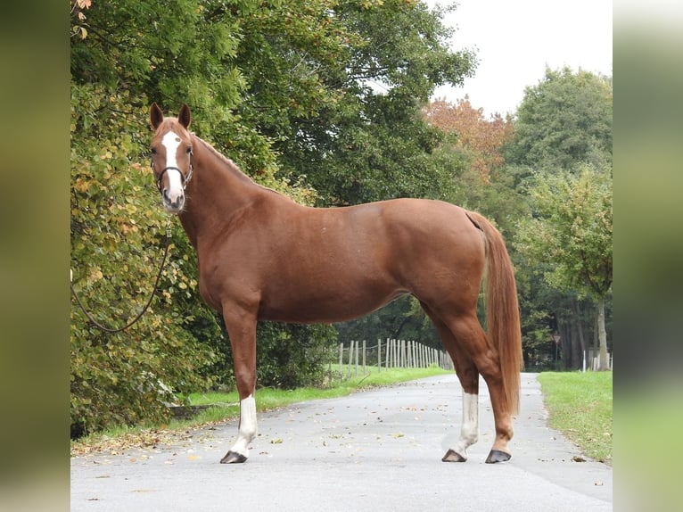 Deutsches Sportpferd Stute 9 Jahre 168 cm Fuchs in Verl