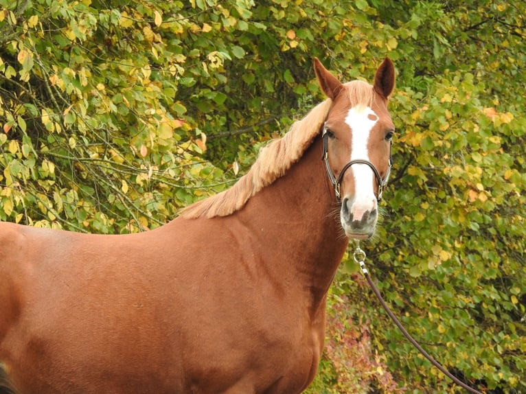 Deutsches Sportpferd Stute 9 Jahre 168 cm Fuchs in Verl