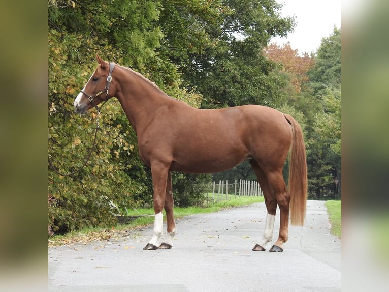 Deutsches Sportpferd Stute 9 Jahre 168 cm Fuchs in Verl