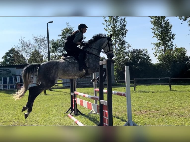 Deutsches Sportpferd Stute 9 Jahre 168 cm Schimmel in Bad Liebenwerda