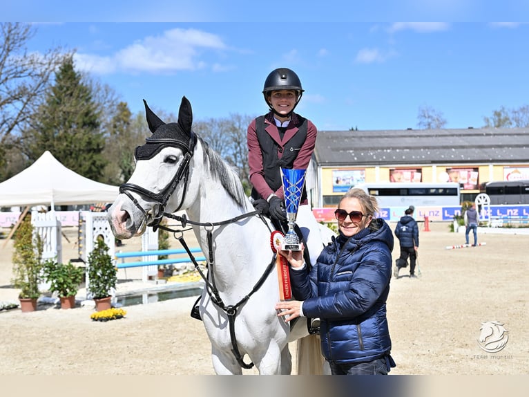 Deutsches Sportpferd Stute 9 Jahre 168 cm Schimmel in Salzburg