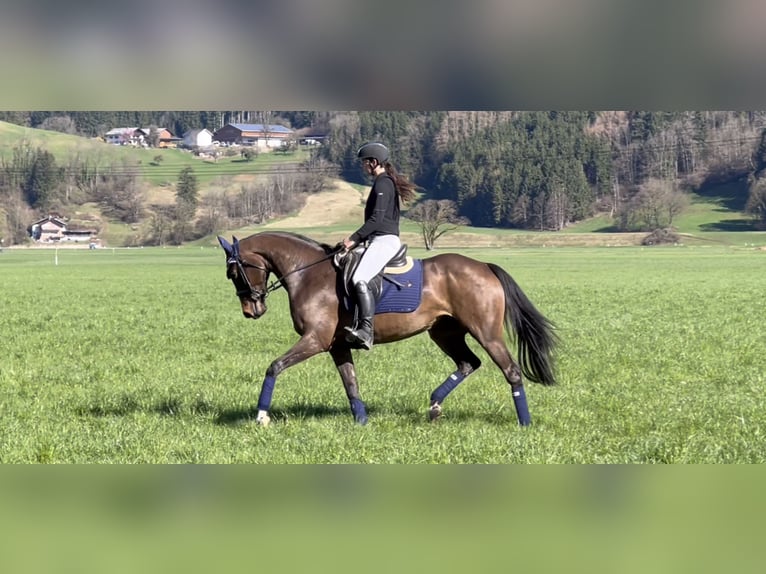 Deutsches Sportpferd Stute 9 Jahre 168 cm Schwarzbrauner in Schlins