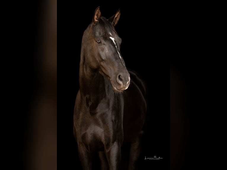 Deutsches Sportpferd Stute 9 Jahre 169 cm Dunkelbrauner in Rommerskirchen