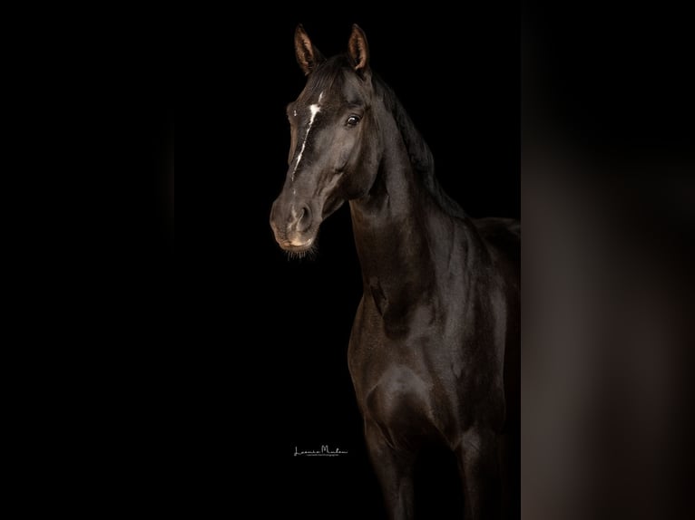Deutsches Sportpferd Stute 9 Jahre 169 cm Dunkelbrauner in Rommerskirchen