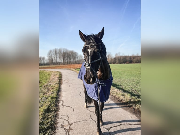 Deutsches Sportpferd Stute 9 Jahre 169 cm Dunkelbrauner in Rommerskirchen
