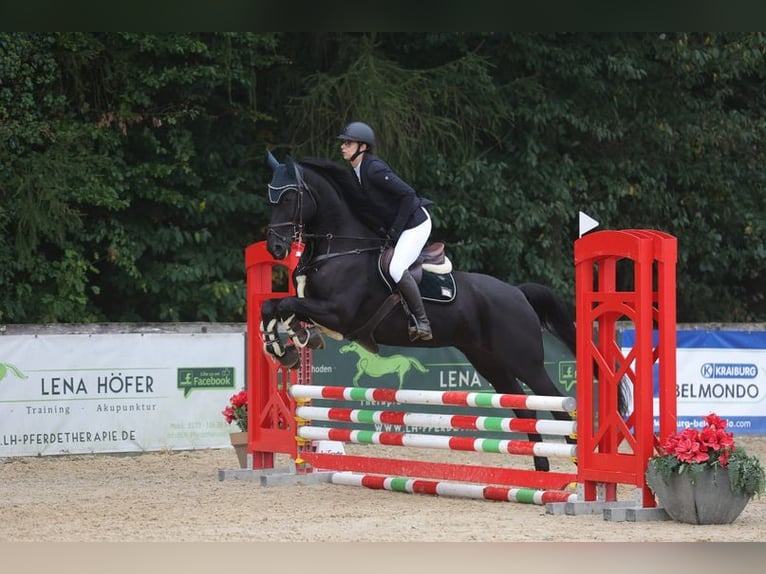 Deutsches Sportpferd Stute 9 Jahre 169 cm Rappe in Allershausen