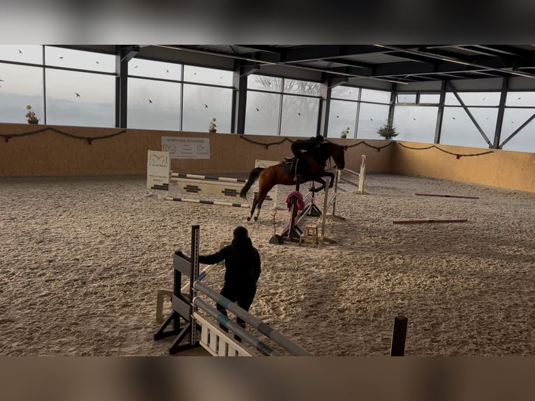 Deutsches Sportpferd Stute 9 Jahre 170 cm Brauner in Bahretal