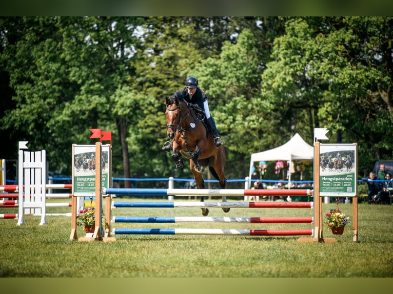 Deutsches Sportpferd Stute 9 Jahre 170 cm Brauner in Bahretal