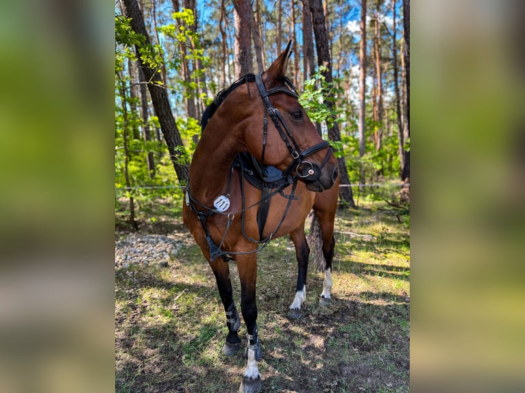 Deutsches Sportpferd Stute 9 Jahre 170 cm Brauner in Bahretal