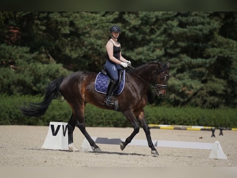 Deutsches Sportpferd Stute 9 Jahre 170 cm Dunkelbrauner in Wólka