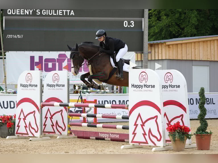 Deutsches Sportpferd Stute 9 Jahre 170 cm Dunkelbrauner in Fulpmes
