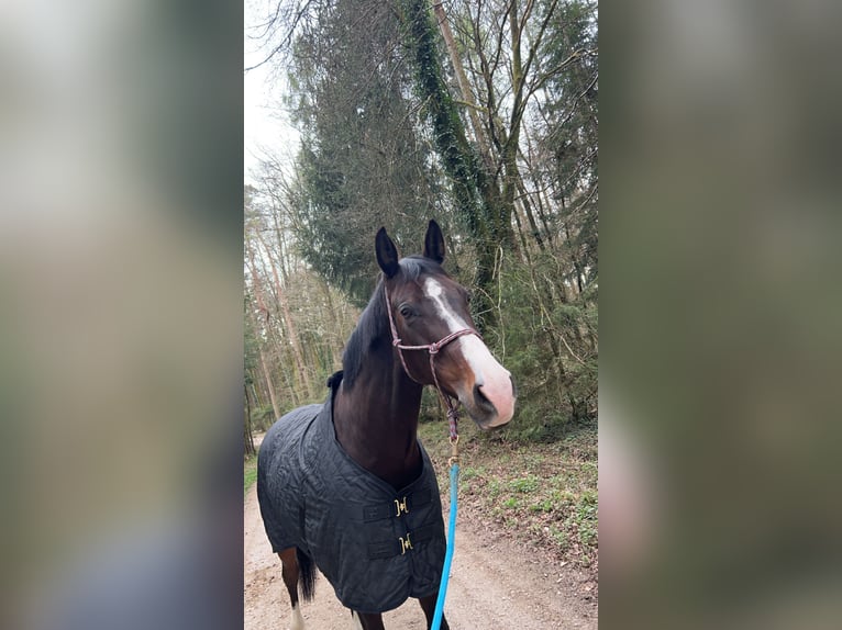 Deutsches Sportpferd Stute 9 Jahre 170 cm Dunkelbrauner in Fulpmes
